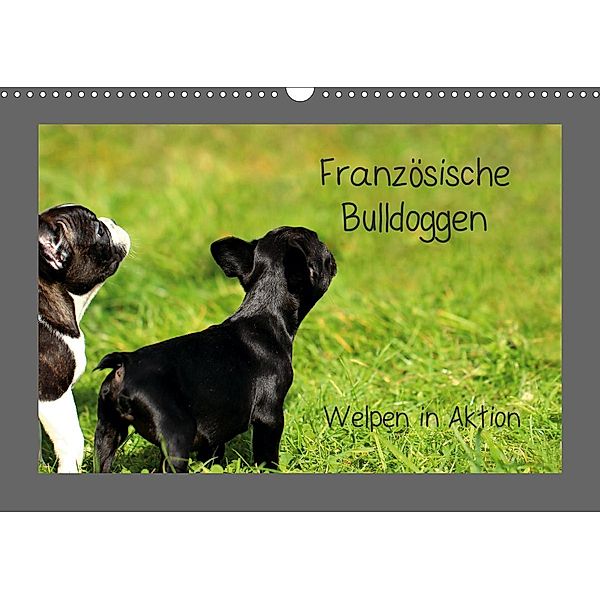Französische Bulldoggen (Wandkalender 2021 DIN A3 quer), Heike Hultsch