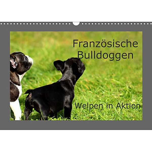 Französische Bulldoggen (Wandkalender 2022 DIN A3 quer), Heike Hultsch