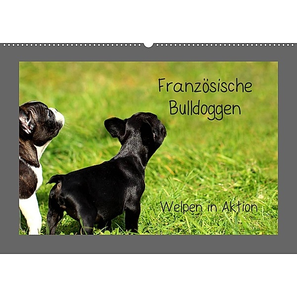 Französische Bulldoggen (Wandkalender 2023 DIN A2 quer), Heike Hultsch