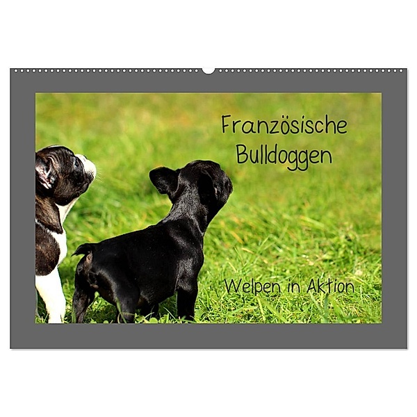 Französische Bulldoggen (Wandkalender 2024 DIN A2 quer), CALVENDO Monatskalender, Heike Hultsch