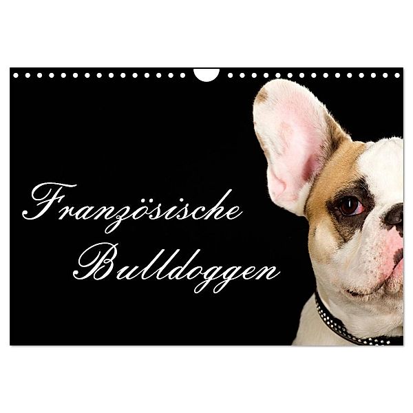 Französische Bulldoggen (Wandkalender 2024 DIN A4 quer), CALVENDO Monatskalender, Nicole Noack