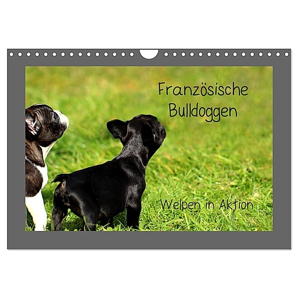 Französische Bulldoggen (Wandkalender 2024 DIN A4 quer), CALVENDO Monatskalender, Heike Hultsch