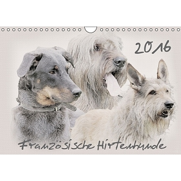 Französische Hirtenhunde 2016 (Wandkalender 2016 DIN A4 quer), Andrea Redecker