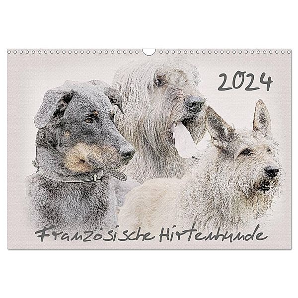 Französische Hirtenhunde 2024 (Wandkalender 2024 DIN A3 quer), CALVENDO Monatskalender, Andrea Redecker