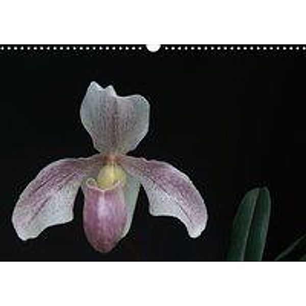 Frauenschuhe - die schönsten Orchideen der Welt (Wandkalender 2020 DIN A3 quer), Holger Rochow