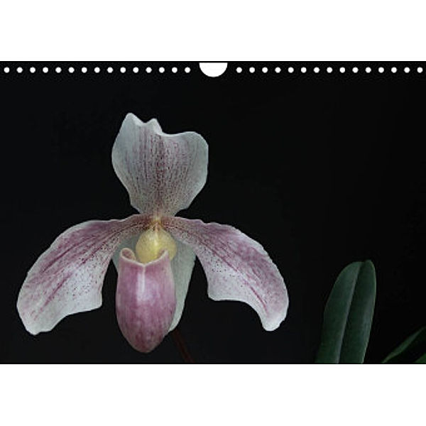 Frauenschuhe - die schönsten Orchideen der Welt (Wandkalender 2022 DIN A4 quer), Holger Rochow