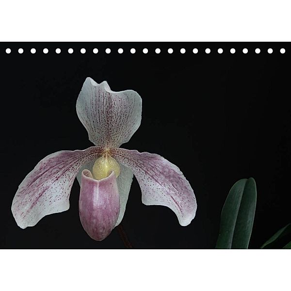 Frauenschuhe - die schönsten Orchideen der Welt (Tischkalender 2023 DIN A5 quer), Holger Rochow