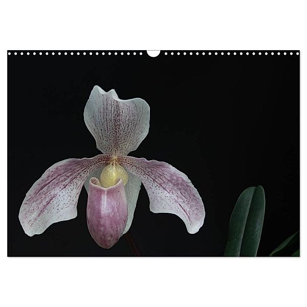 Frauenschuhe - die schönsten Orchideen der Welt (Wandkalender 2024 DIN A3 quer), CALVENDO Monatskalender, Holger Rochow