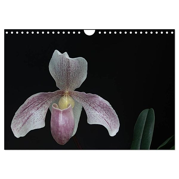 Frauenschuhe - die schönsten Orchideen der Welt (Wandkalender 2025 DIN A4 quer), CALVENDO Monatskalender, Calvendo, Holger Rochow