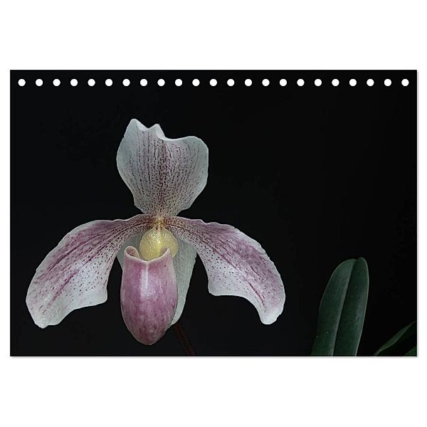 Frauenschuhe - die schönsten Orchideen der Welt (Tischkalender 2025 DIN A5 quer), CALVENDO Monatskalender, Calvendo, Holger Rochow