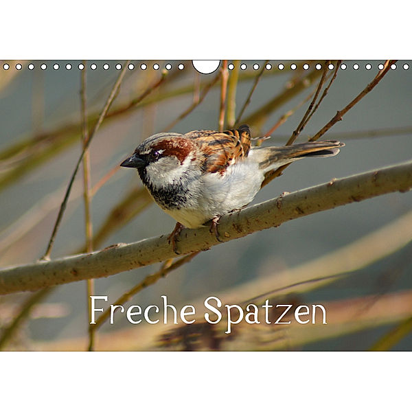 Freche Spatzen (Wandkalender 2019 DIN A4 quer), Kattobello