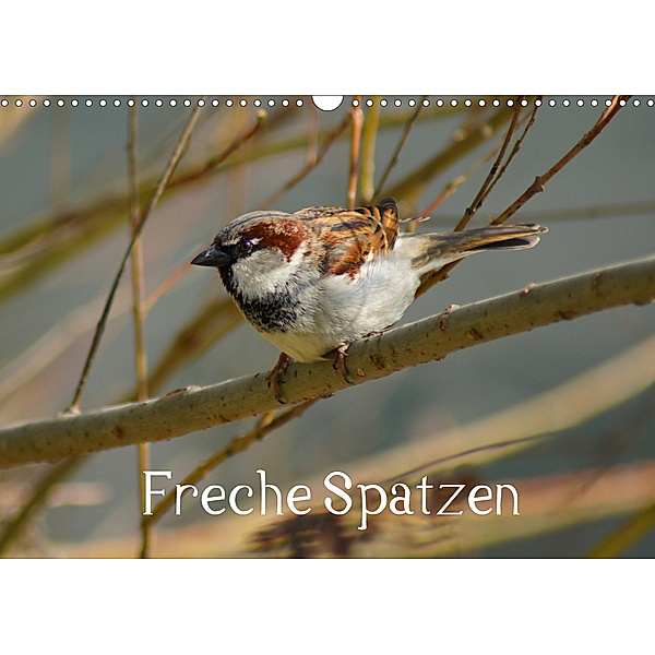Freche Spatzen (Wandkalender 2020 DIN A3 quer)