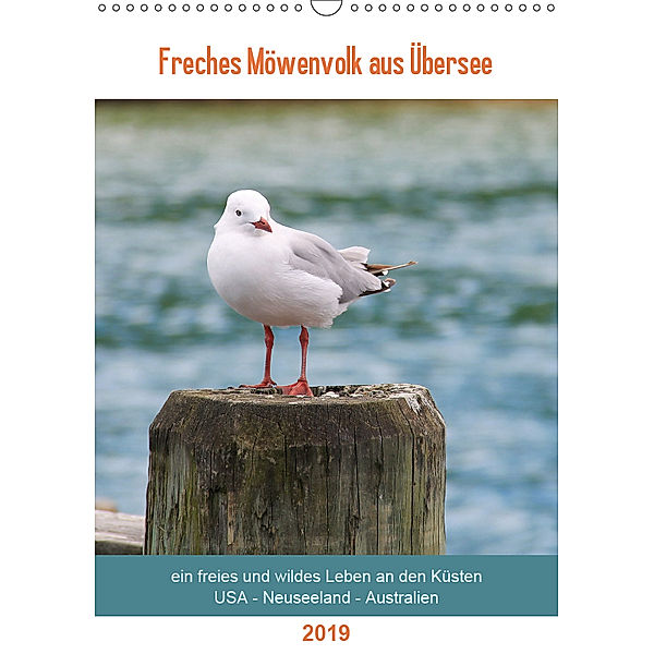 Freches Möwenvolk aus Übersee (Wandkalender 2019 DIN A3 hoch), Jana Thiem-Eberitsch