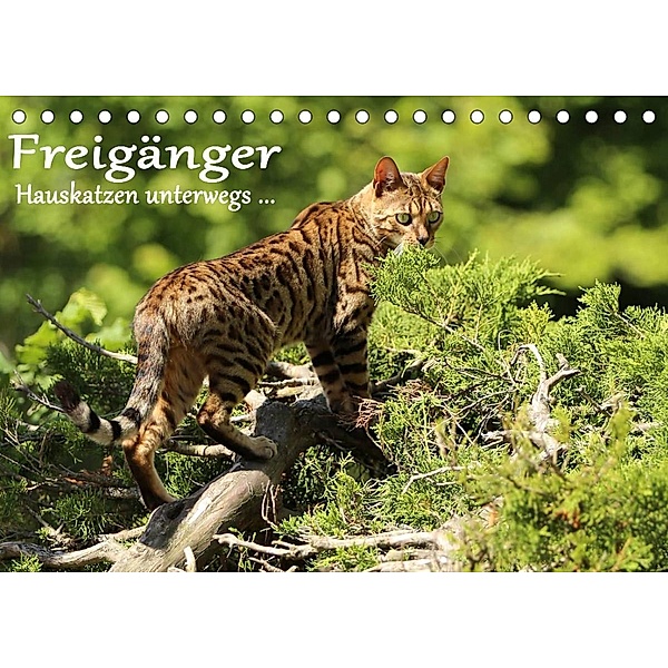 Freigänger - Hauskatzen unterwegs (Tischkalender 2023 DIN A5 quer), Werner Schmäing