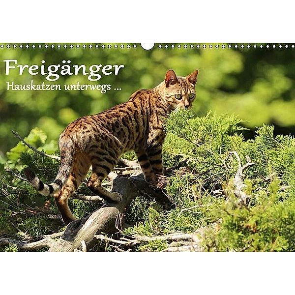 Freigänger - Hauskatzen unterwegs (Wandkalender 2017 DIN A3 quer), Werner Schmäing