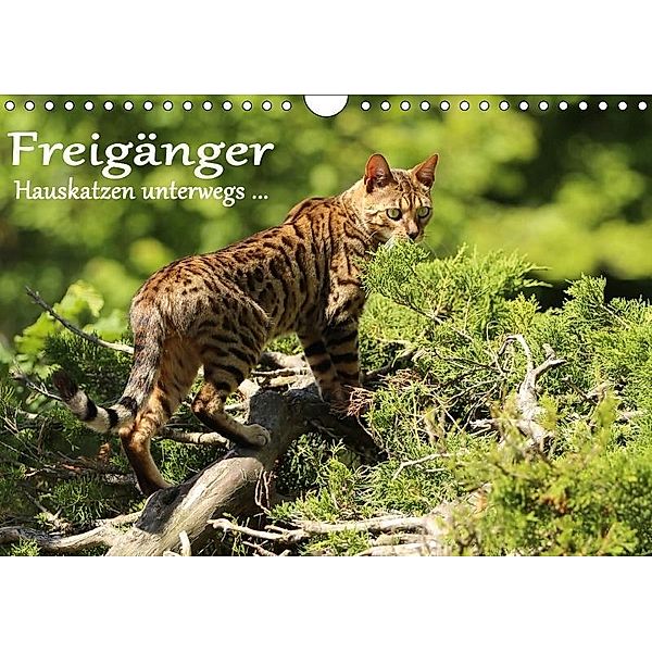 Freigänger - Hauskatzen unterwegs (Wandkalender 2017 DIN A4 quer), Werner Schmäing