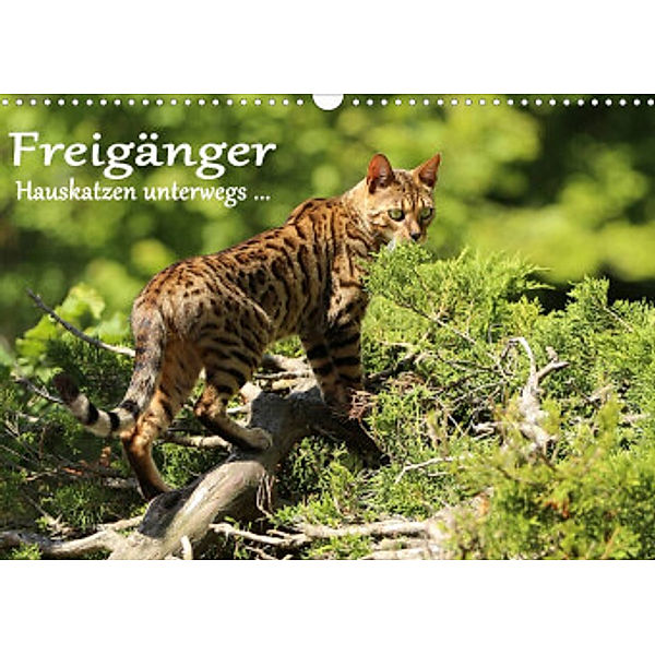 Freigänger - Hauskatzen unterwegs (Wandkalender 2022 DIN A3 quer), Werner Schmäing