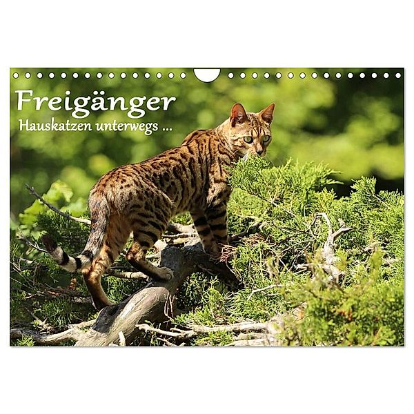 Freigänger - Hauskatzen unterwegs (Wandkalender 2024 DIN A4 quer), CALVENDO Monatskalender, Werner Schmäing