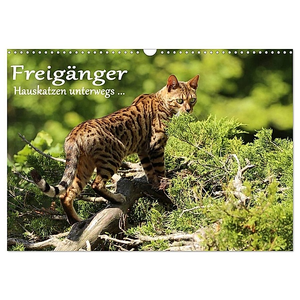 Freigänger - Hauskatzen unterwegs (Wandkalender 2024 DIN A3 quer), CALVENDO Monatskalender, Werner Schmäing