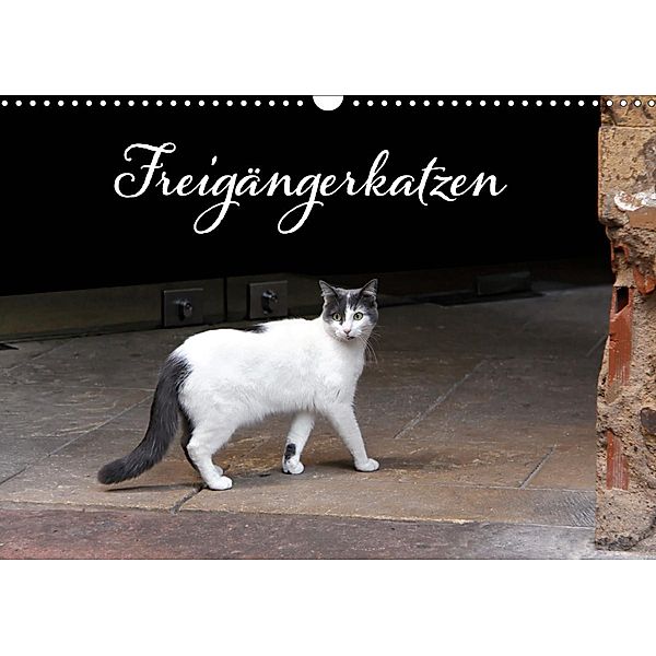 Freigängerkatzen (Wandkalender 2021 DIN A3 quer), Kristina Rütten