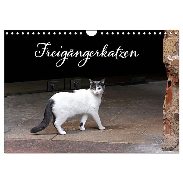 Freigängerkatzen (Wandkalender 2024 DIN A4 quer), CALVENDO Monatskalender, Kristina Rütten