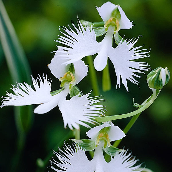 Freilandorchidee Japanische Vogelblume