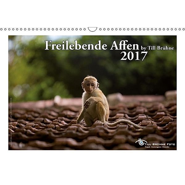 Freilebende Affen 2017 (Wandkalender 2017 DIN A3 quer), Till Brühne, Till Brühne Foto (TBFOT.DE)