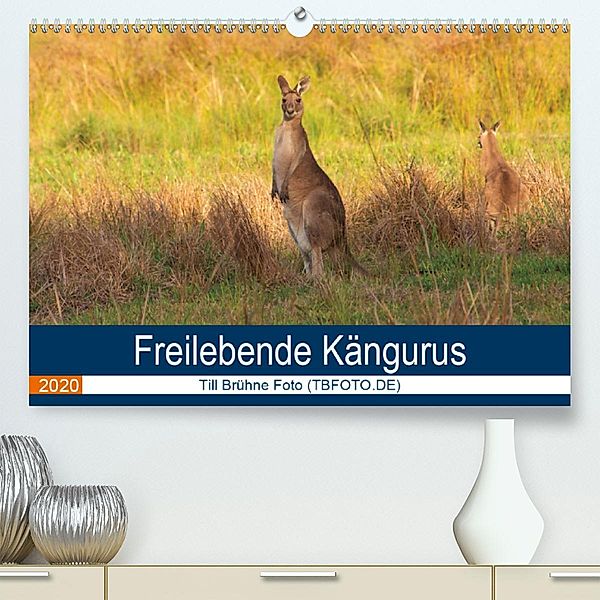Freilebende Kängurus (Premium, hochwertiger DIN A2 Wandkalender 2020, Kunstdruck in Hochglanz), Till Brühne