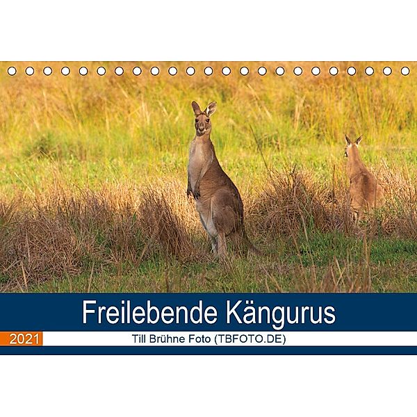 Freilebende Kängurus (Tischkalender 2021 DIN A5 quer), Till Brühne Foto (TBFOT.DE)