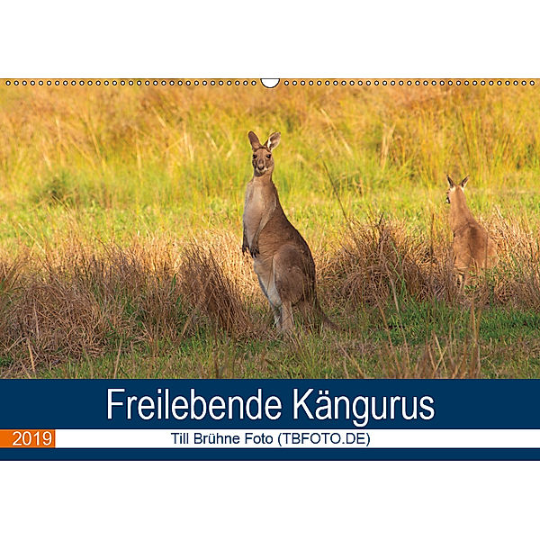 Freilebende Kängurus (Wandkalender 2019 DIN A2 quer), Till Brühne