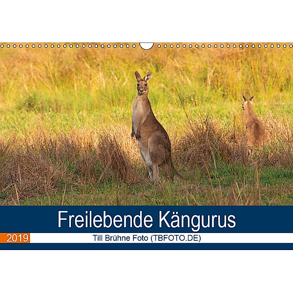 Freilebende Kängurus (Wandkalender 2019 DIN A3 quer), Till Brühne