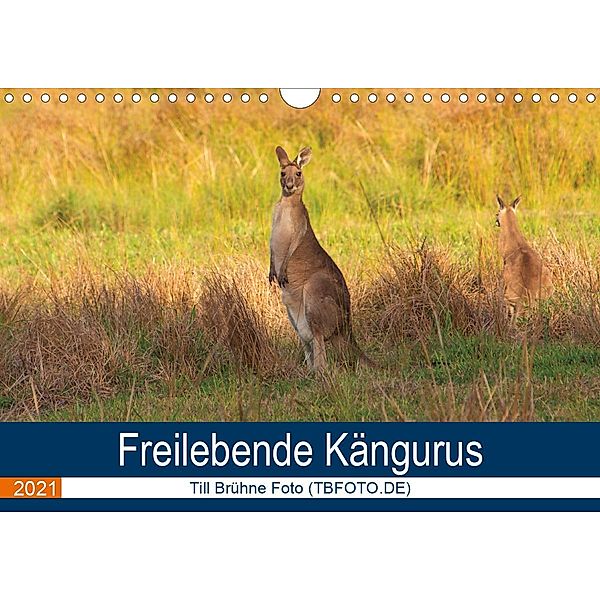 Freilebende Kängurus (Wandkalender 2021 DIN A4 quer), Till Brühne Foto (TBFOT.DE)