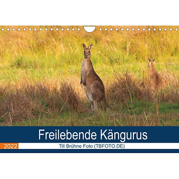 Freilebende Kängurus (Wandkalender 2022 DIN A4 quer), Till Brühne Foto (TBFOT.DE)