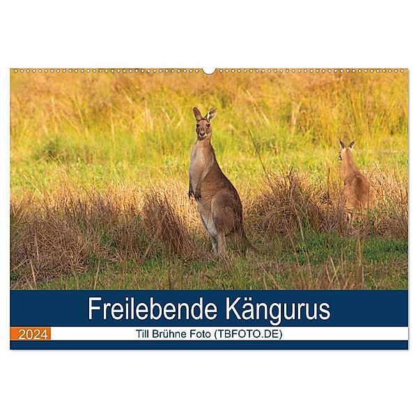 Freilebende Kängurus (Wandkalender 2024 DIN A2 quer), CALVENDO Monatskalender, Till Brühne Foto (TBFOT.DE)