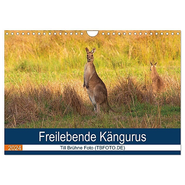 Freilebende Kängurus (Wandkalender 2024 DIN A4 quer), CALVENDO Monatskalender, Till Brühne Foto (TBFOT.DE)