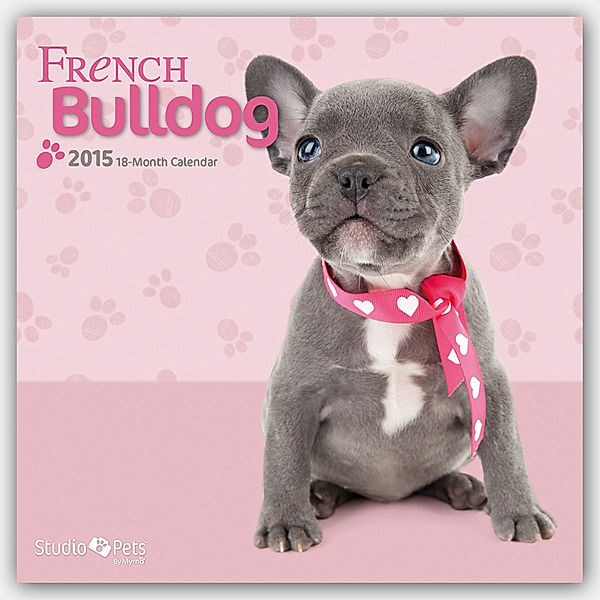 French Bulldog 2015
