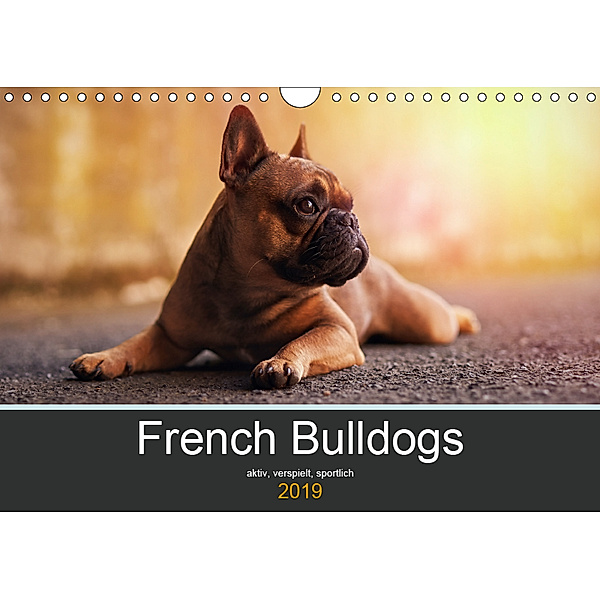 French Bulldog aktiv, verspielt, sportlich (Wandkalender 2019 DIN A4 quer), Janina Block