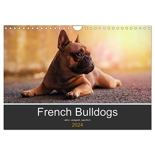 French Bulldog aktiv, verspielt, sportlich (Wandkalender 2024 DIN A4 quer), CALVENDO Monatskalender, Janina Block