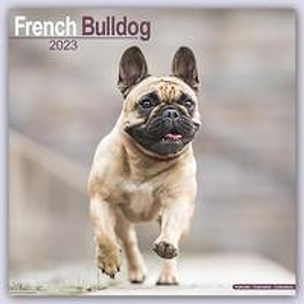 French Bulldog - Französische Bulldoggen 2023 - 16-Monatskalender, Avonside Publishing Ltd