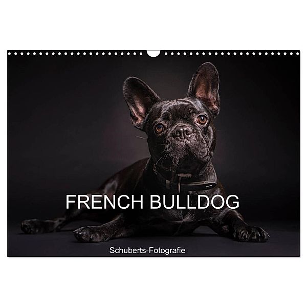 French Bulldog (Wandkalender 2025 DIN A3 quer), CALVENDO Monatskalender, Calvendo, Schuberts-Fotografie