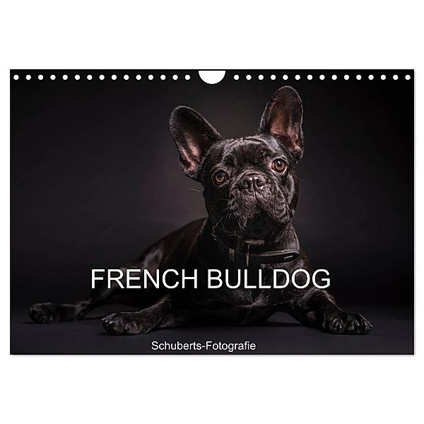 French Bulldog (Wandkalender 2025 DIN A4 quer), CALVENDO Monatskalender, Calvendo, Schuberts-Fotografie