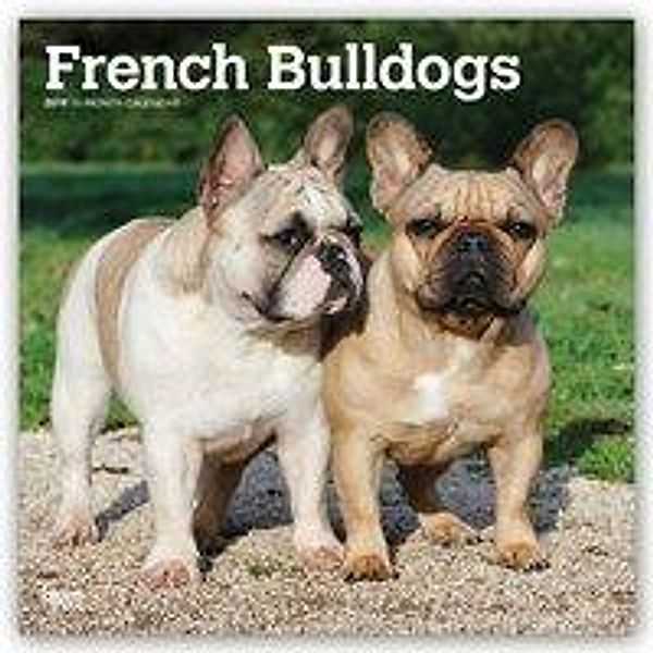French Bulldogs - Französische Bulldoggen 2019 - 18-Monatska
