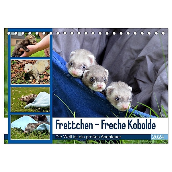 Frettchen - Freche Kobolde (Tischkalender 2024 DIN A5 quer), CALVENDO Monatskalender, Bodo Schmidt