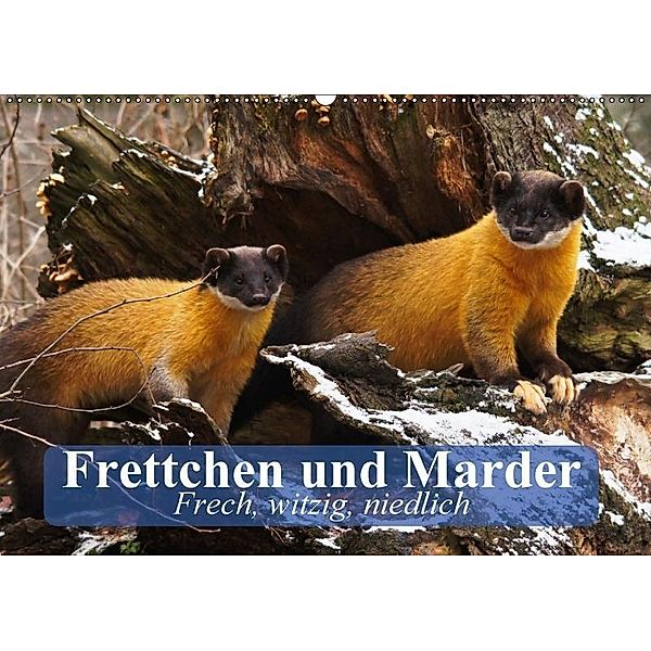 Frettchen und Marder. Frech, witzig, niedlich (Wandkalender 2017 DIN A2 quer), Elisabeth Stanzer