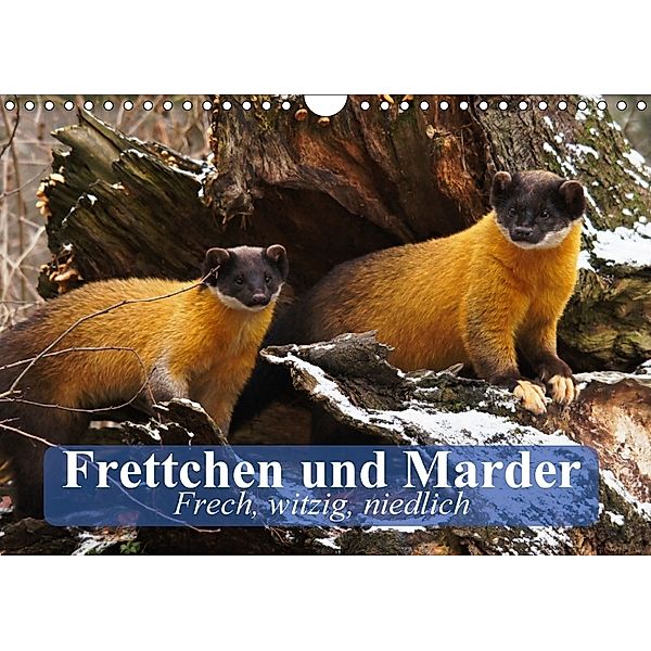 Frettchen und Marder. Frech, witzig, niedlich (Wandkalender 2018 DIN A4 quer), Elisabeth Stanzer