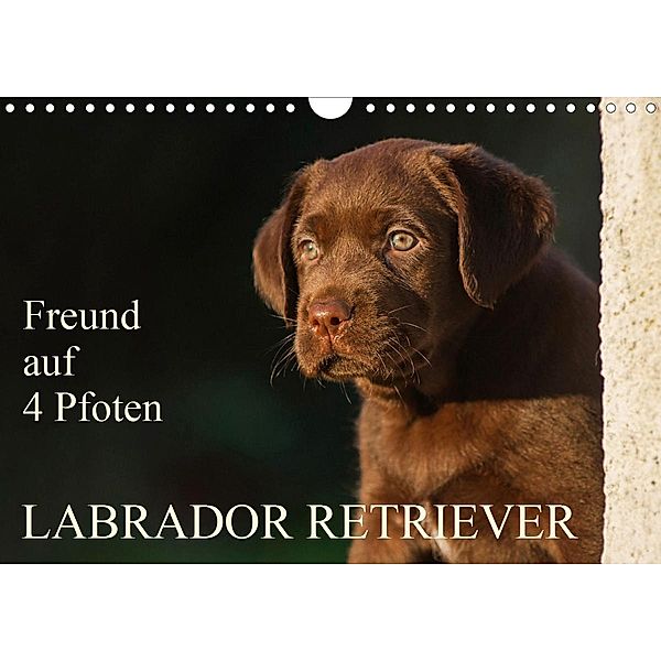 Freund auf 4 Pfoten - Labrador Retriever (Wandkalender 2021 DIN A4 quer), Sigrid Starick