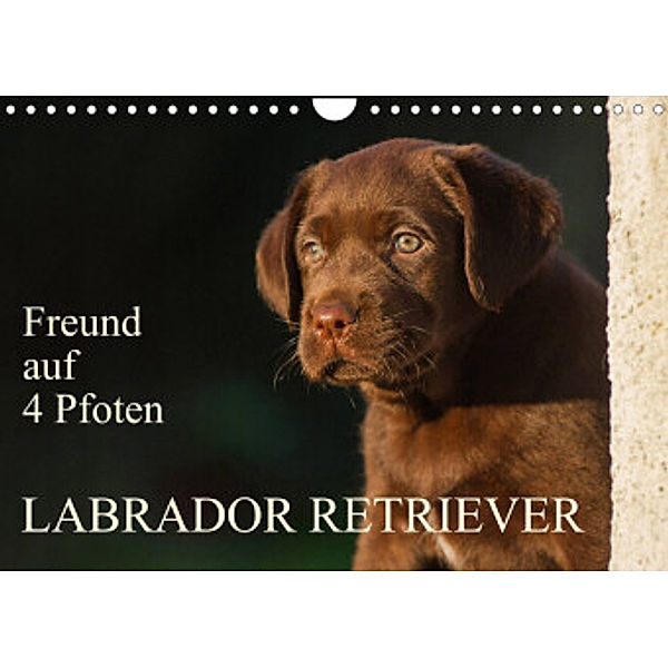 Freund auf 4 Pfoten - Labrador Retriever (Wandkalender 2022 DIN A4 quer), Sigrid Starick