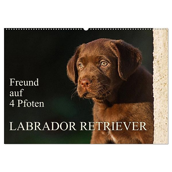 Freund auf 4 Pfoten - Labrador Retriever (Wandkalender 2025 DIN A2 quer), CALVENDO Monatskalender, Calvendo, Sigrid Starick