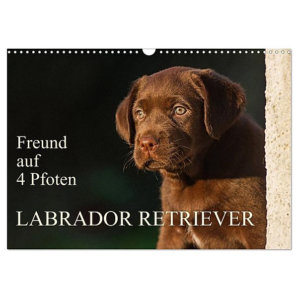 Freund auf 4 Pfoten - Labrador Retriever (Wandkalender 2025 DIN A3 quer), CALVENDO Monatskalender, Calvendo, Sigrid Starick