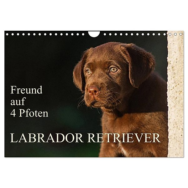 Freund auf 4 Pfoten - Labrador Retriever (Wandkalender 2025 DIN A4 quer), CALVENDO Monatskalender, Calvendo, Sigrid Starick